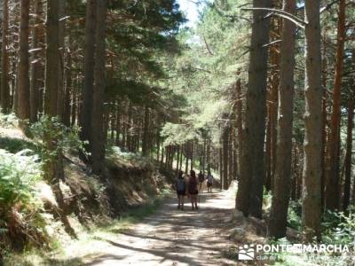 Pinar de Canencia y Mina de Plata del Indiano;clubes de senderismo;bosque de irati rutas